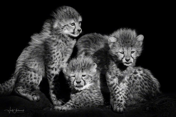091121-00234-cheetah_cubs   Wolf Ademeit