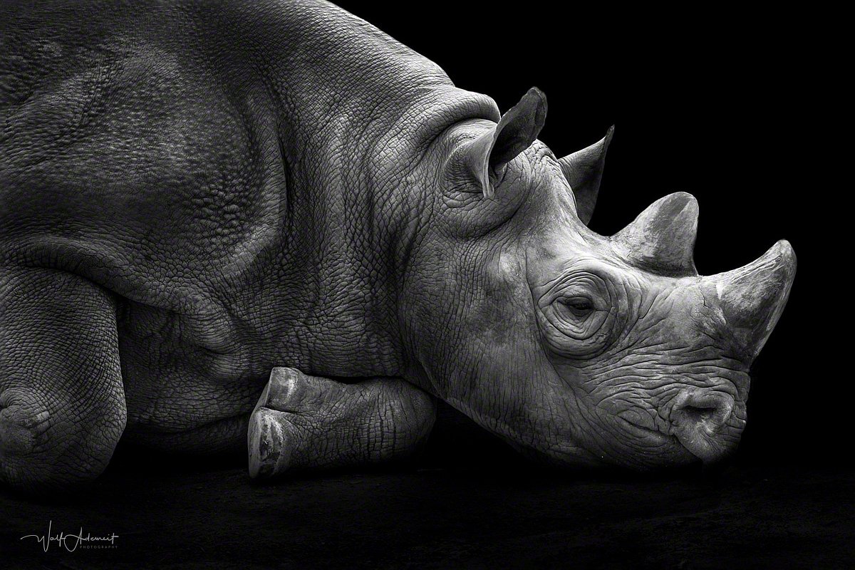 080419-11461-rhino   Wolf Ademeit