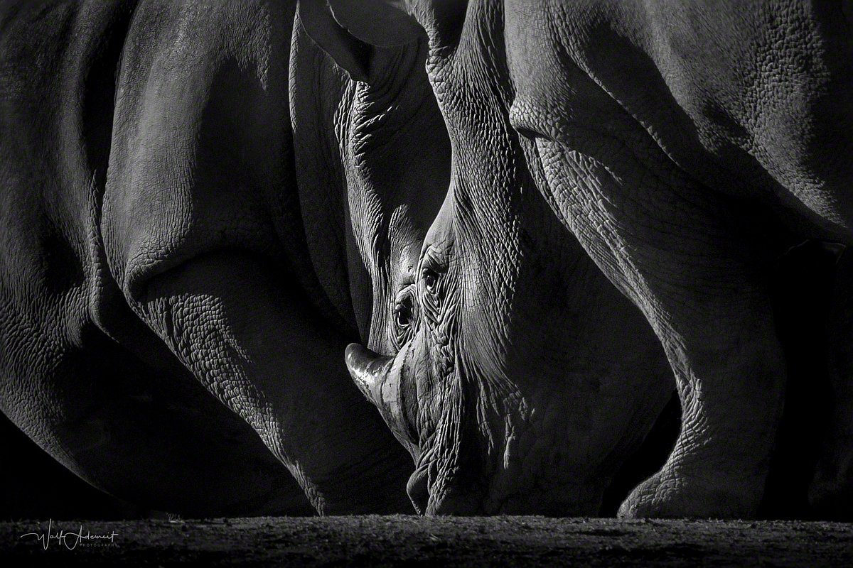 090125-01009-rivalen   Wolf Ademeit