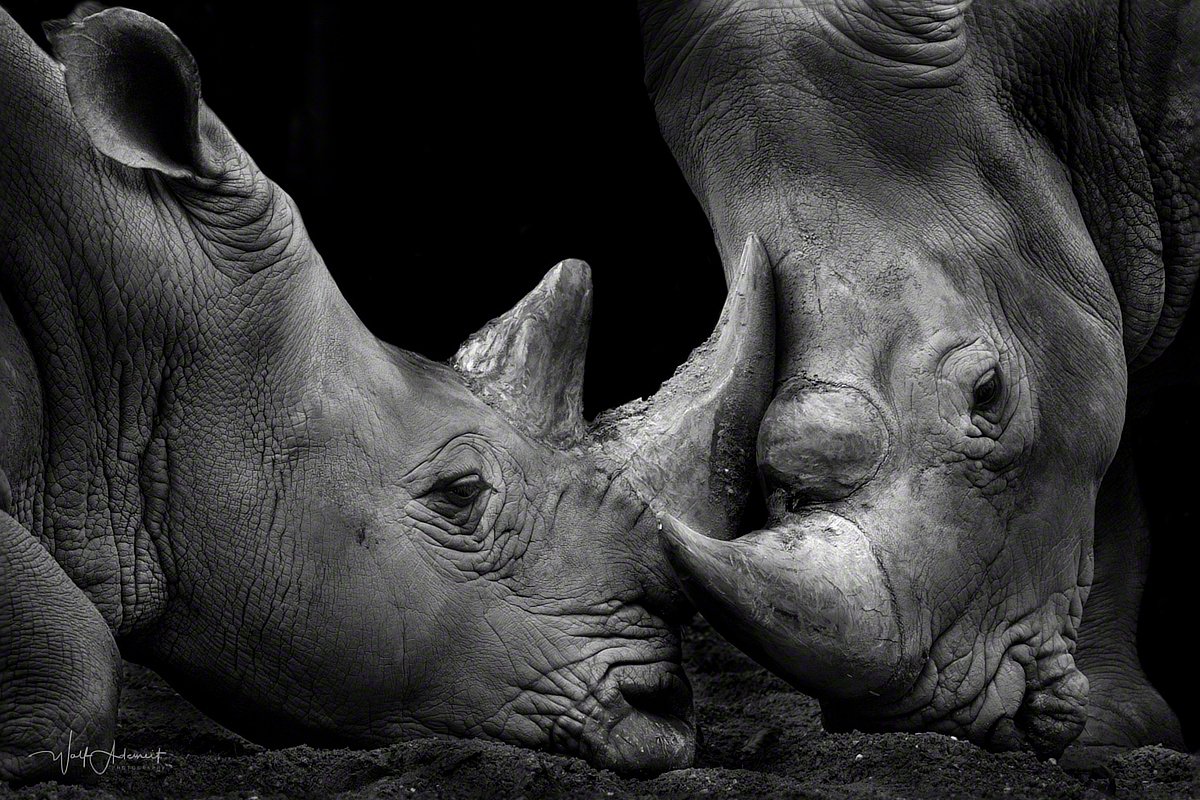 090314-07778-fight   Wolf Ademeit