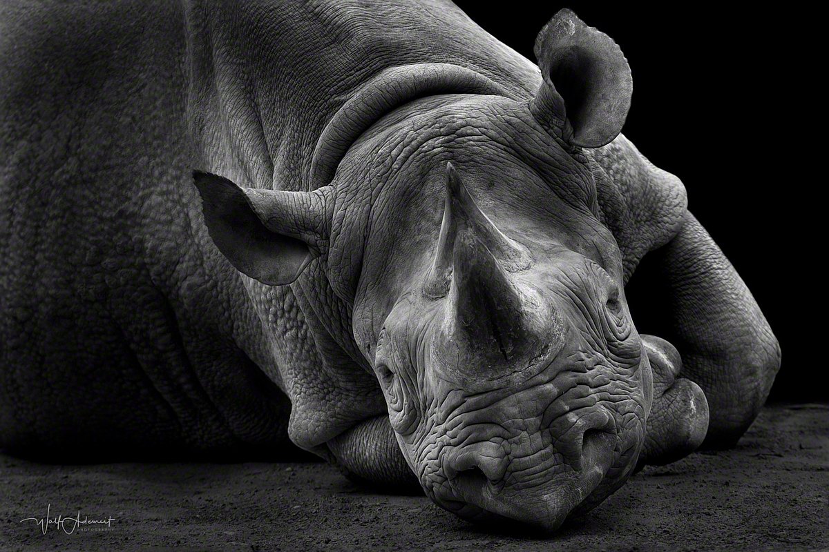 090606-00109-lying_rhino   Wolf Ademeit