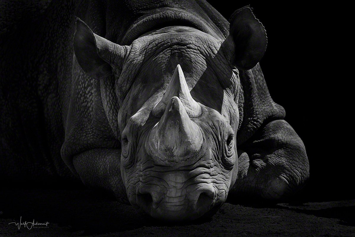 100723-04943-lying_rhino   Wolf Ademeit