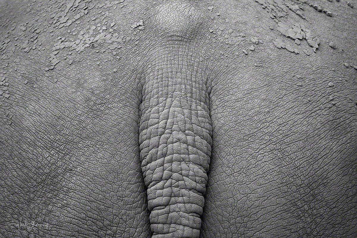 121020-00199-unicorn_skin_2   Wolf Ademeit