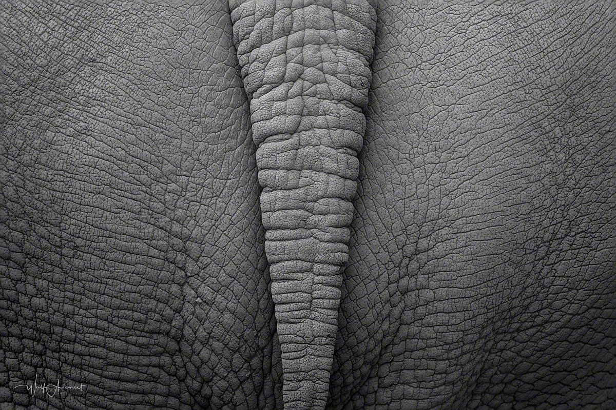 121020-00200-unicorn_skin   Wolf Ademeit