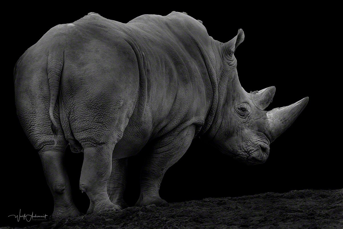 150404-00489-rhino   Wolf Ademeit