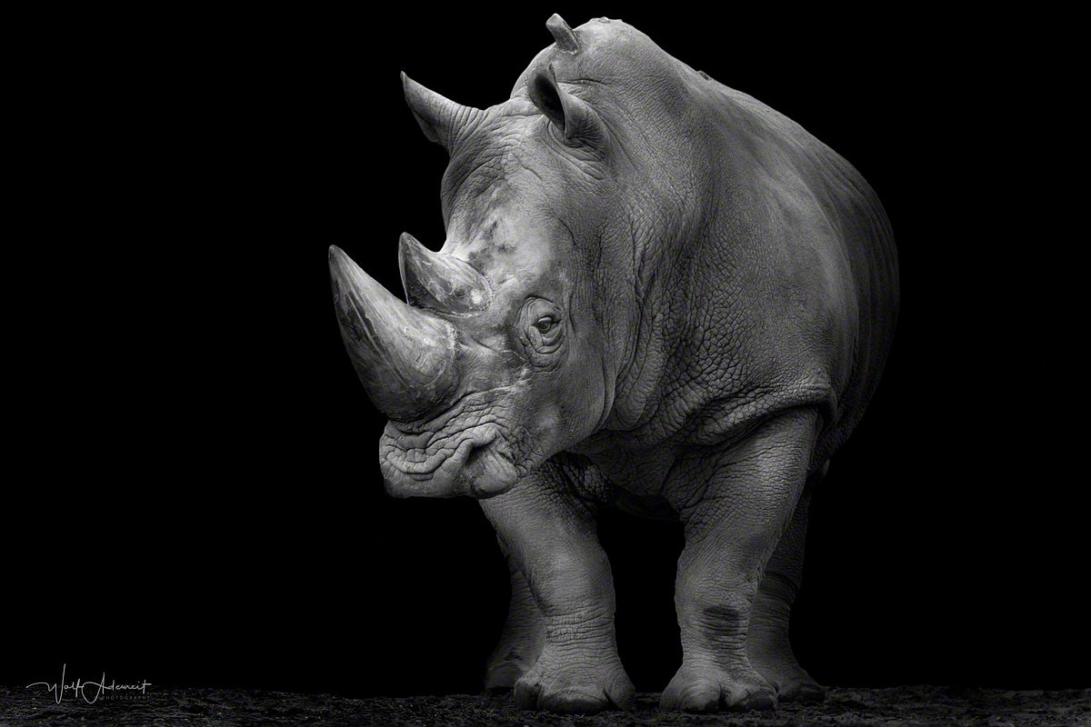 170206-00126-the_rhino   Wolf Ademeit