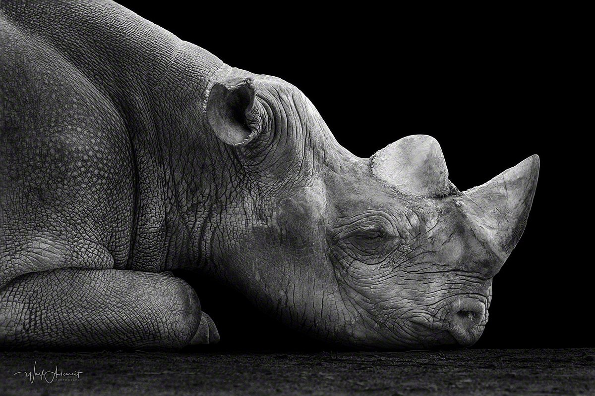 170809-00407-lying_rhino   Wolf Ademeit