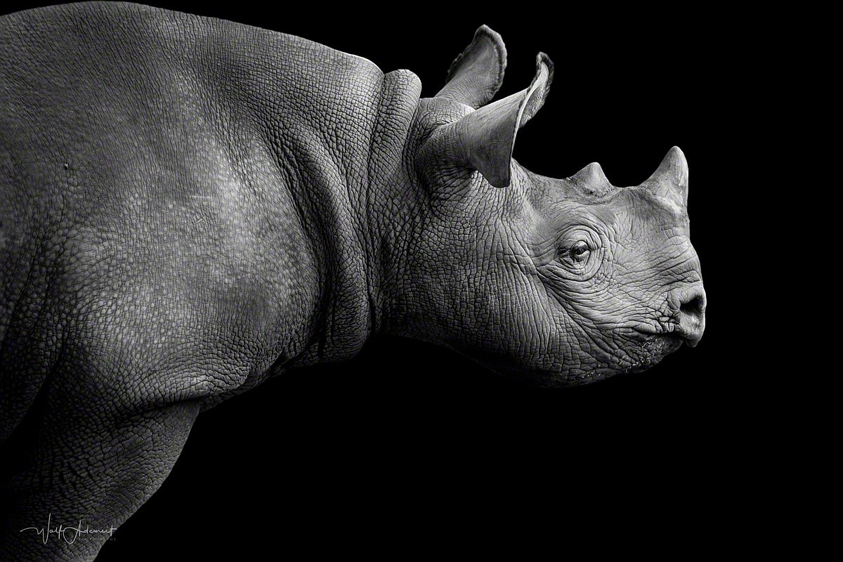 170809-00487-little_rhino   Wolf Ademeit