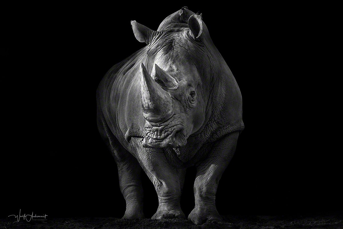 171027-00869-awesome_rhino   Wolf Ademeit